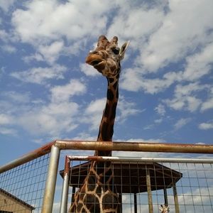 Meet your Posher, Alissa